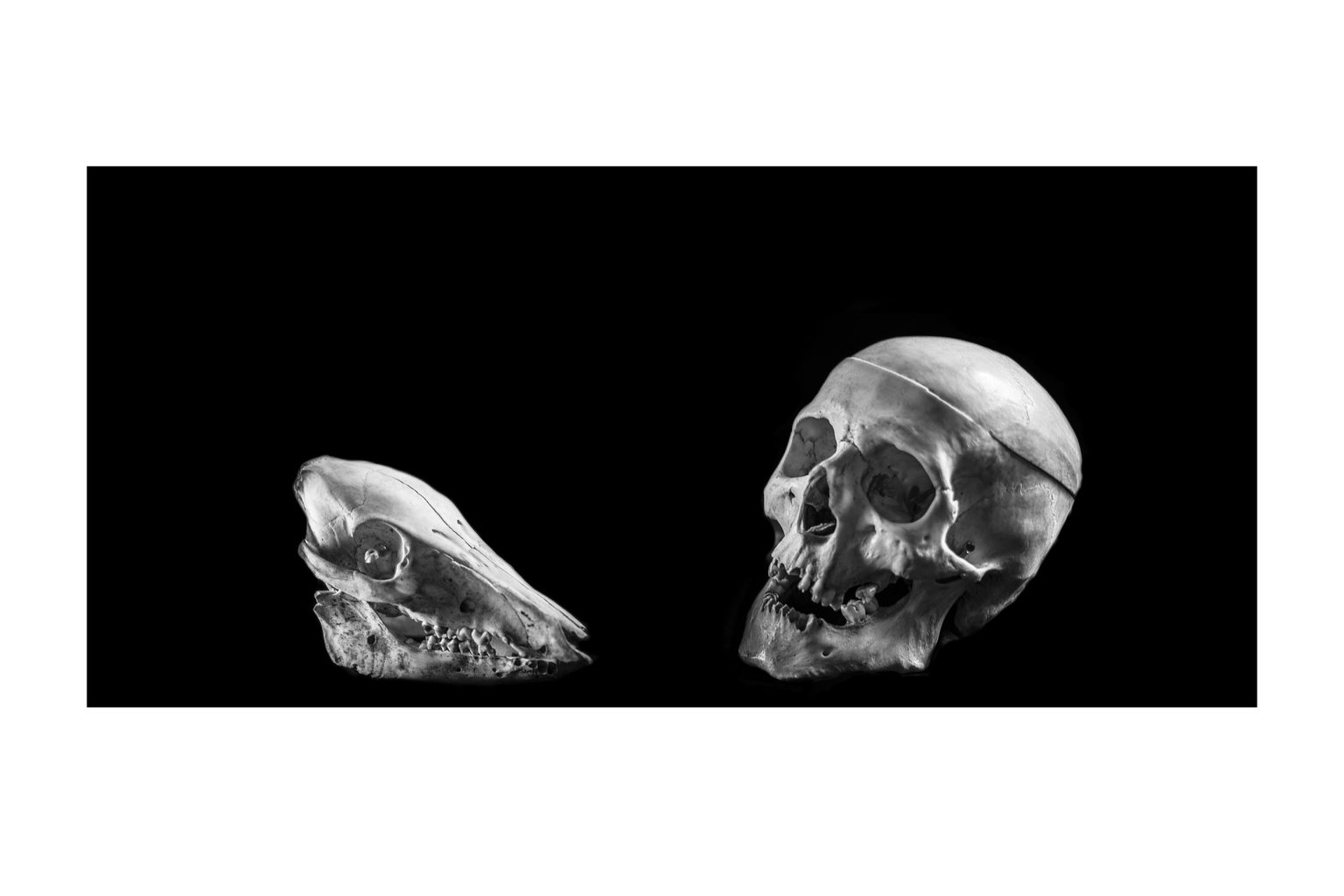 E.Łuczak, Martwa Natura, fotografia cyfrowa, 2020