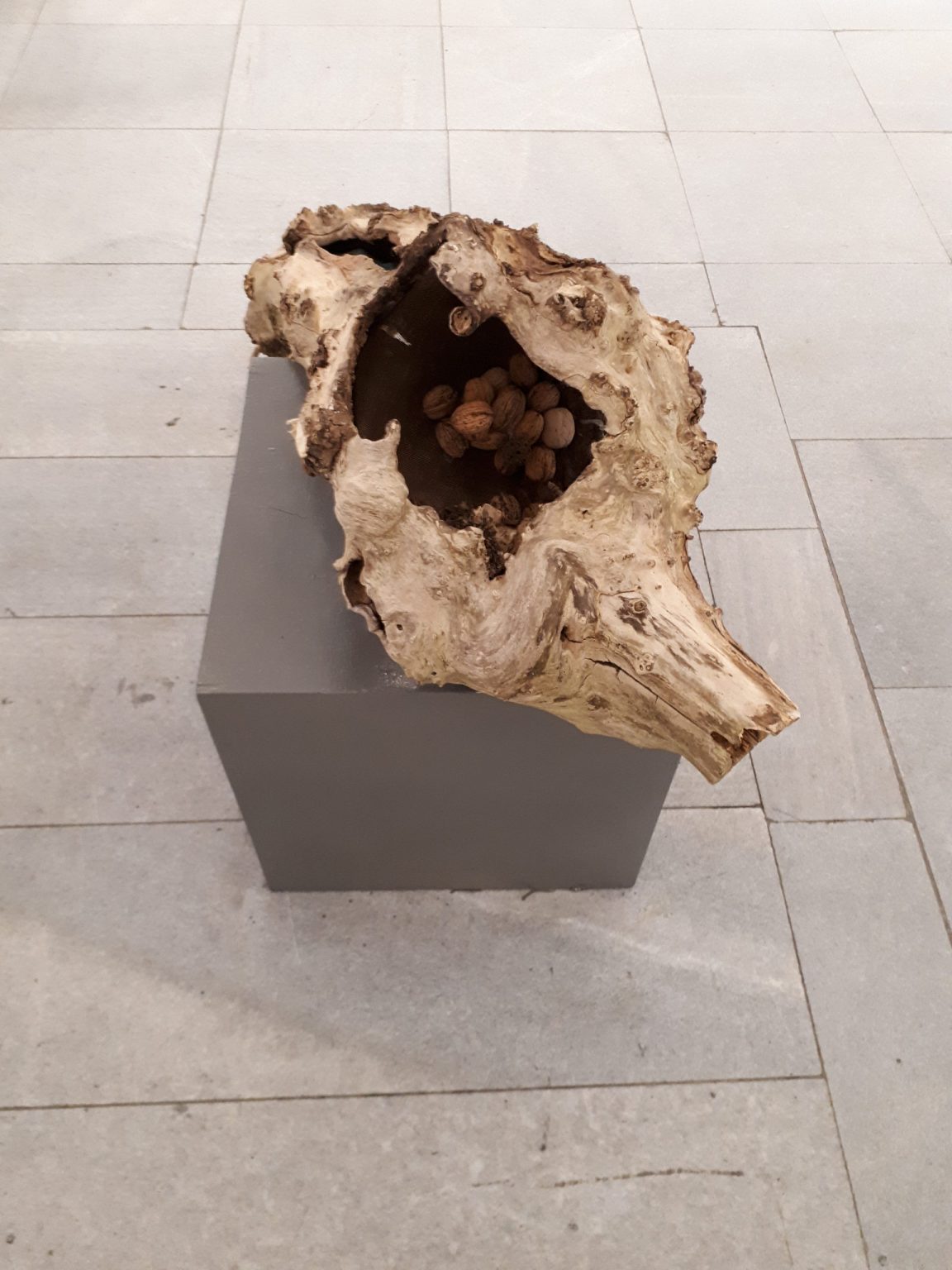 U.Święcicka, drzewo nadziei, 2016