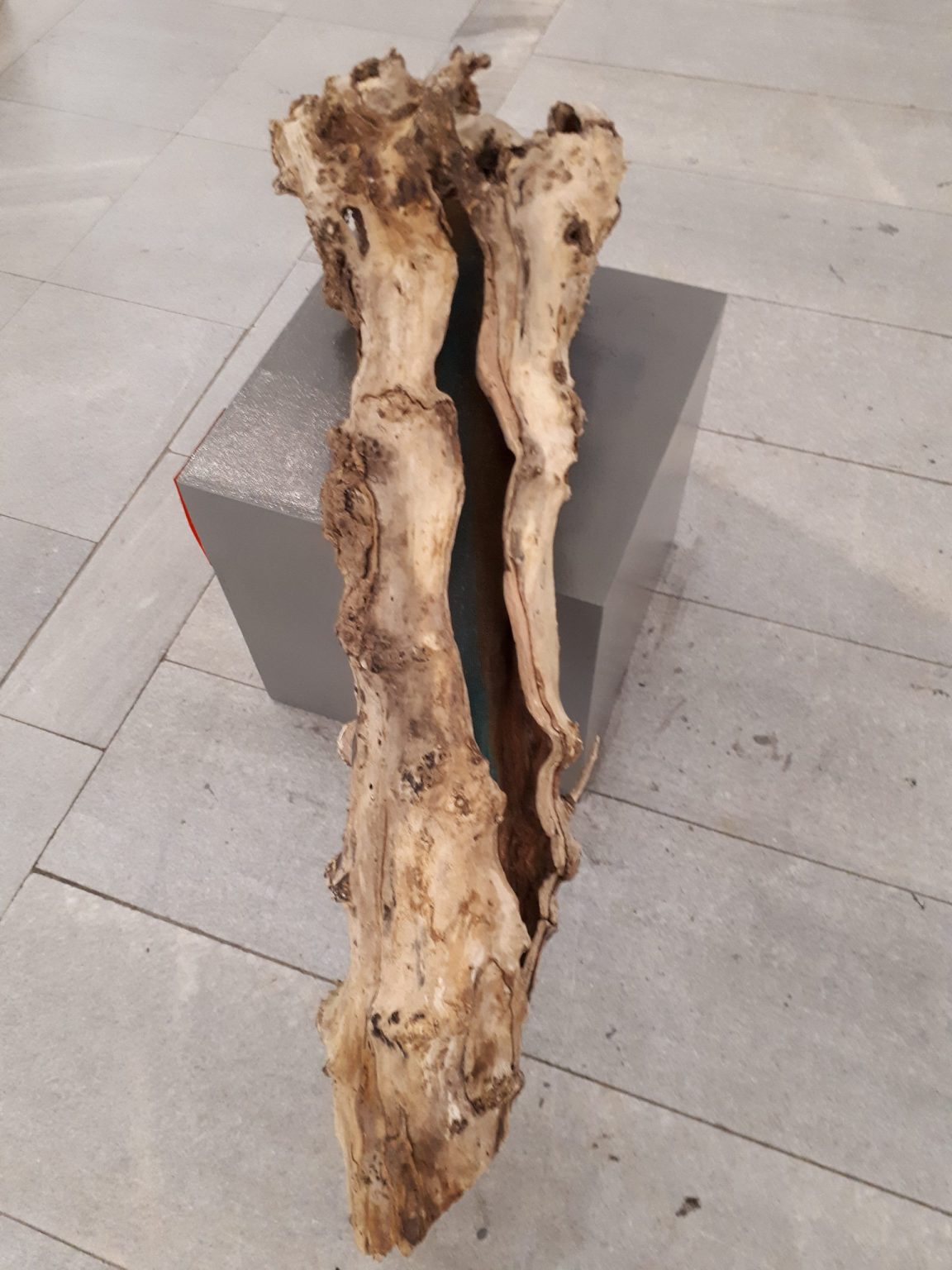 U.Święcicka, drzewo nadziei, 2016