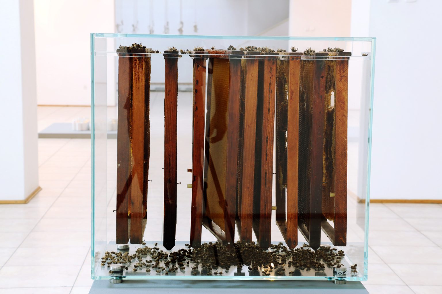 S.Brach, Przestrzeń wewnętrzna, szkło, plastry pszczele, martwe pszczoły, 2015