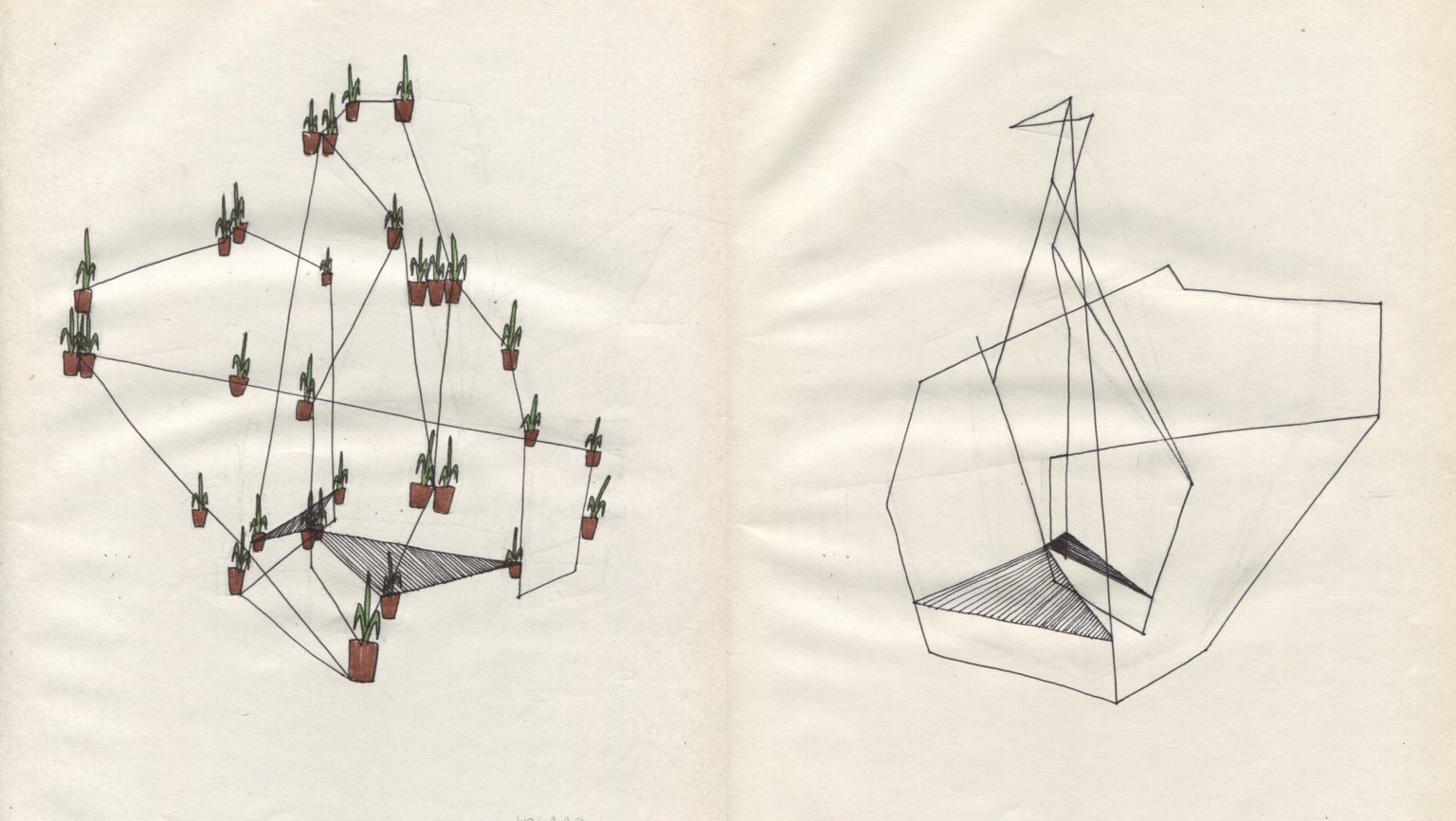 A.Siekierska, Fikus, szkic, 2017