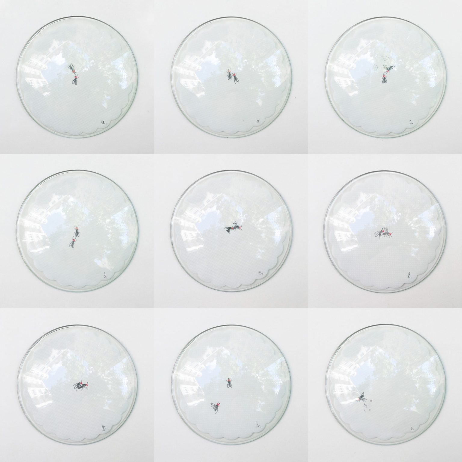 Neuropeptyd F, animacja, szklane naczynie, ołówek, kredka, serwetki, ZOEpolis, Fundacja NOŚNA Kraków 2019