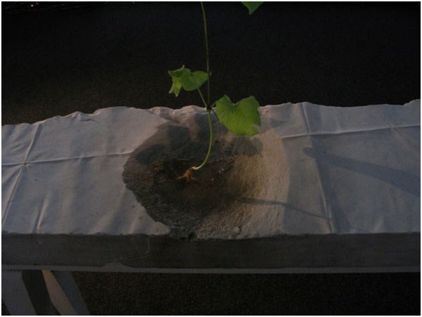 G.Witek, „CUD”, marmur, żywa roślina, szer. 200cm, 2007